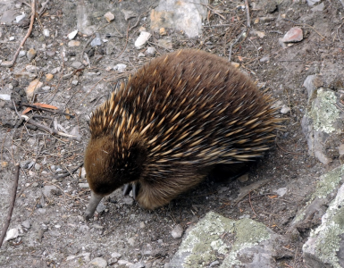 Ježura australská